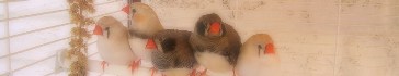Diamant Mandarin