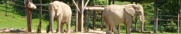 Port Lympne Wild Animal Park & Gardens