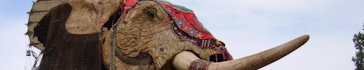 Royal de Luxe  Calais - L'lephant et la petite gante